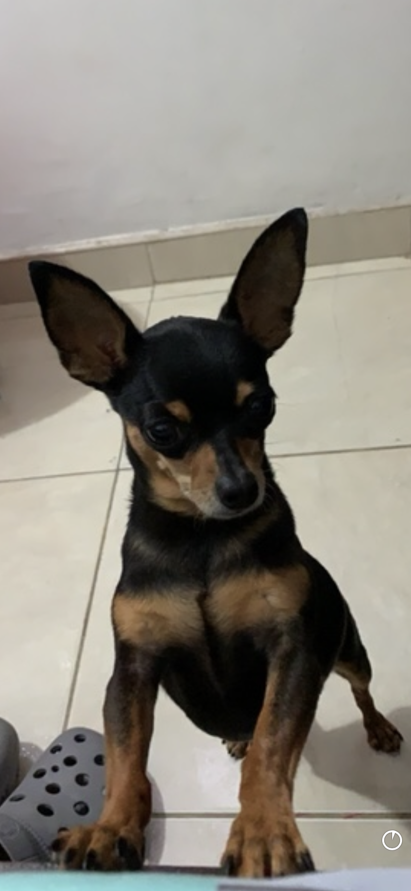 Foto Perrito