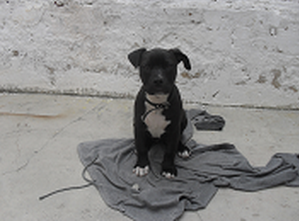 Foto Perrito